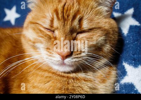 Süße Ingwerkatze schlafend Nahaufnahme Porträt Stockfoto
