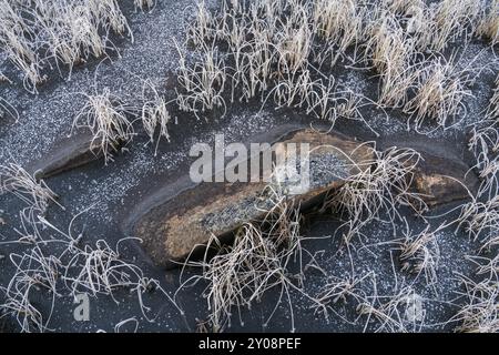 Schilf in einem gefrorenen See, Norrbotten, Lappland, Schweden, Oktober 2017, Europa Stockfoto