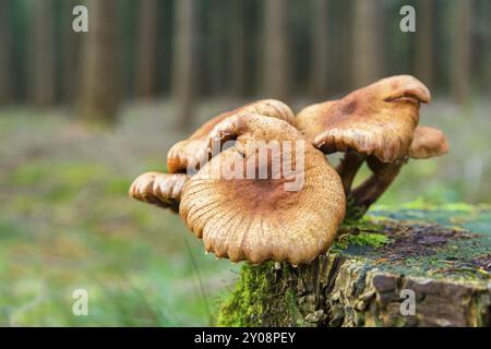 Gruppe von braunen Pilze auf Baumstumpf im Wald Stockfoto