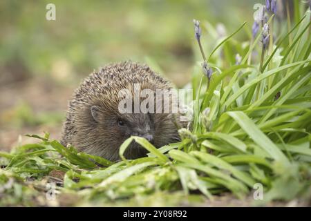 Europäischer Igel (Erinaceus europaeus), erwachsenes Tier, das im Frühjahr mit blühenden Blauglocken unterwegs ist, Suffolk, England, Vereinigtes Königreich, Europa Stockfoto