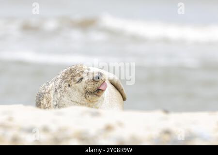 Graurobbe (Halichoerus grypus), erwachsenes Tier, das an einem Strand schlafend mit der Zunge nach außen schläft, Norfolk, England, Vereinigtes Königreich, Europa Stockfoto