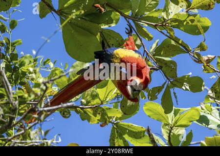 Scharlach-Aras (Ara macao) in bengalen Mandel (Terminalia catappa), Provinz Puntarenas, Costa Rica, Mittelamerika Stockfoto