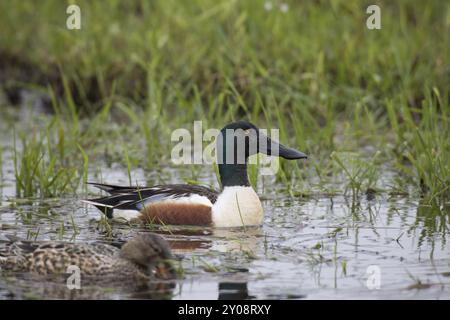 Loeffelente, Spatula clypeata, nördlicher Schaufelmaschine Stockfoto