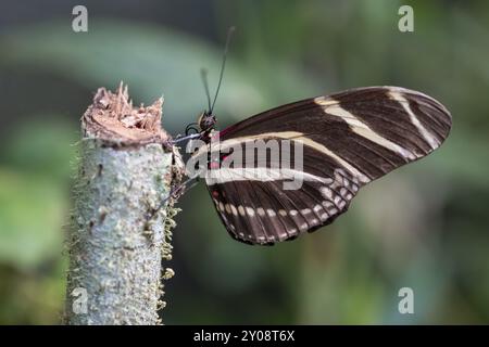 Zebra-Langflügel (Heliconius charithonia), gestreifter Schmetterling, der auf einem Zweig sitzt, Provinz Alajuela, Costa Rica, Mittelamerika Stockfoto