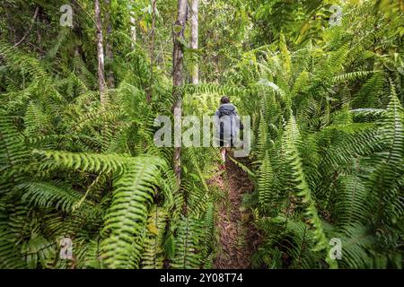 Junge Frau auf einem Wanderweg im Regenwald, touristische Wanderungen im tropischen Regenwald durch dichte Vegetation, Corcovado Nationalpark, Osa Peni Stockfoto