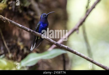 Violetter Kolibri-Flügel (Campylopterus hemileucurus), blauer Kolibri auf einem Zweig, Nebelwald von Monteverde, Monte Verde, Costa Rica, Central Stockfoto