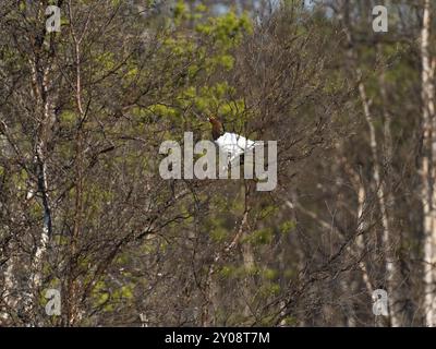 Weidenptarmigan (Lagopus lagopus) männlich, im Sommergefieder, auf einer behaarten Birke, (Betula pubescens), Mai, Finnisch-Lappland Stockfoto