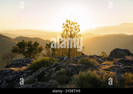 Die Silhouette der Kiefern bei Sonnenuntergang mit goldenem Sonnenuntergangslicht hinter einer Berglandschaft in Sortelha, Portugal, Europa Stockfoto