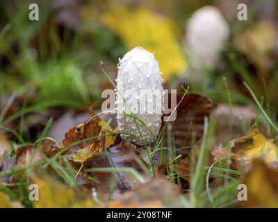 Junge zottelige Tintenmütze (coprinus comatus), die auf einer Wiese zwischen Herbstblättern stehen Stockfoto