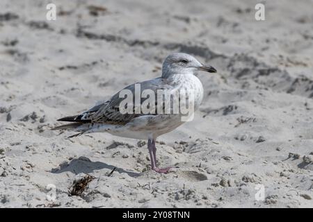 Junge Möwe, die im Sand auf einer Düne mit verschwommenem Hintergrund steht Stockfoto