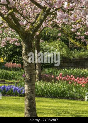 Ein Kirschblütenbaum mit bunten Tulpen und einem gepflegten Garten im Hintergrund, Amsterdam, Niederlande Stockfoto