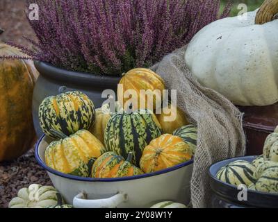 Verschiedene Zierkürbisse in einem Topf neben blühender Heidekraut in herbstlicher Dekoration angeordnet, borken, münsterland, Deutschland, Europa Stockfoto