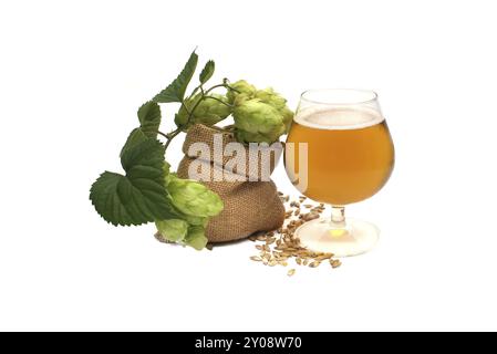 Bier- oder Getränkestillleben mit einem Zweig aus grünem Hopfen und Gerste, die aus einem hessischen Beutel verschüttet werden, zusammen mit einem eleganten Glas gekühltem Lager oder gezapftem Witz Stockfoto