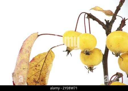 Zweig mit wilden Apfelfrüchten und gelblichen Blättern isoliert auf weißem Hintergrund. Malus sylvestris, Europäischer Krabbenapfel, Europäischer Wildapfel oder einfach der Stockfoto