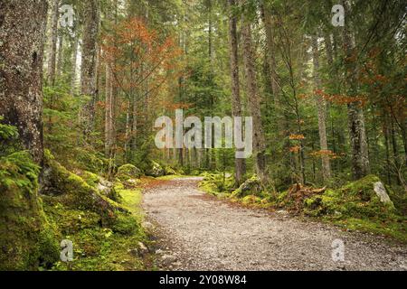 Der Wanderweg rund um den Vorderen Gosausee führt durch den herbstlichen Wald. Gosau, Gosautal, Salzkammergut, Oberösterreich, Österreich, Europa Stockfoto