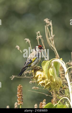 Europäischer Goldfink (Carduelis carduelis), auch bekannt als Goldfink, sitzt auf einer verblassten Sonnenblume, Wilhelmsburg, Hamburg, Deutschland, Europa Stockfoto