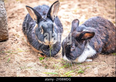 Zwei Kaninchen (Oryctolagus cuniculus) sitzen auf Sandboden, einer isst Gras, der andere blickt in die Kamera, Eisenberg, Thüringen, Deutschland, Europa Stockfoto