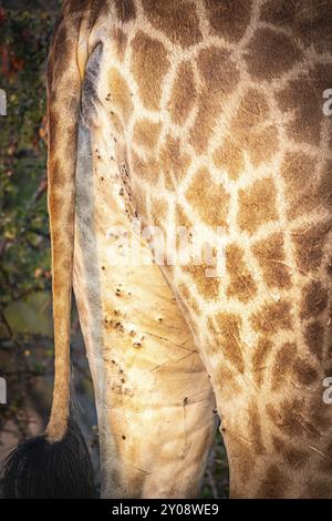 Südliches Giraffen (Giraffa giraffa), Nahaufnahme, Balule Plains, Südafrika, Afrika Stockfoto