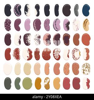 Satz von farbigen Illustrationen mit grünen Bohnen, Kidneybohnen. Isolierte Vektorobjekte auf weißem Hintergrund. Stock Vektor