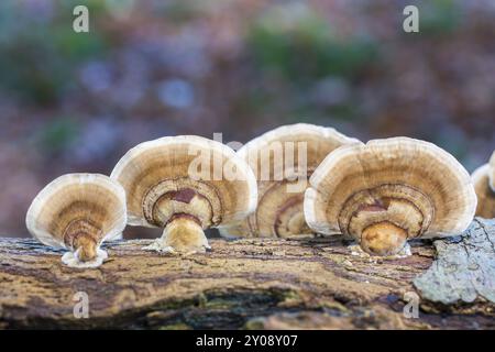 Pilze elven Bänke auf morschen Baumstamm im Wald Stockfoto