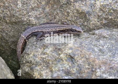 Sandeidechse. Sonnenbaden mit Sandeidechsen Stockfoto