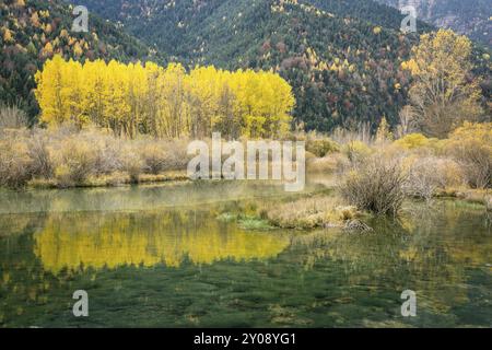 Gruppe von alamos im Reservoir von Pineta, Populus Alba, Tal von Pineta, Nationalpark von Ordesa und Monte Perdido, Provinz Huesca, autonom Stockfoto