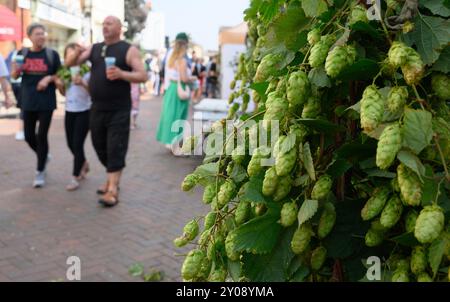 Faversham, Kent, Großbritannien. September 2024. Der zweite Tag des anuellen Faversham Hop Festivals, das in der ganzen Stadt mit Musik, Kunsthandwerksständen und Morris Dancing gefeiert wird Credit: Phil Robinson/Alamy Live News Stockfoto