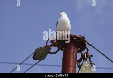 Heringsmöwe von einem Mast Stockfoto