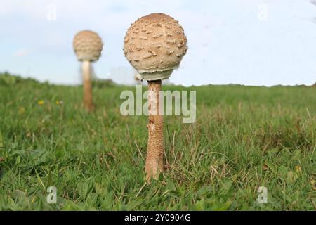 Zwei Sonnenschirmpilze mit einer runden Kappe auf einer grünen Wiese in einem Wald im Herbst Stockfoto