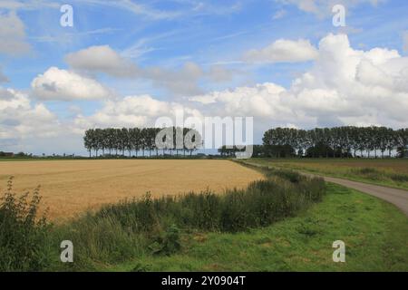 Eine niederländische ländliche Landschaft mit einer Landstraße zwischen einem gelben Weizenfeld und einem grünen Feld und einer Reihe von Bäumen und blauem Himmel mit Wolken im Hintergrund Stockfoto