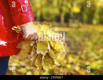 Kleines Mädchen, das im Schönheitspark Herbstlaub hält. Nahaufnahme Stockfoto