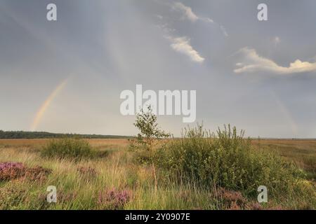 Regenbogen über Sumpfmoor mit Heidekraut im Sommer, Drenthe, Niederlande Stockfoto