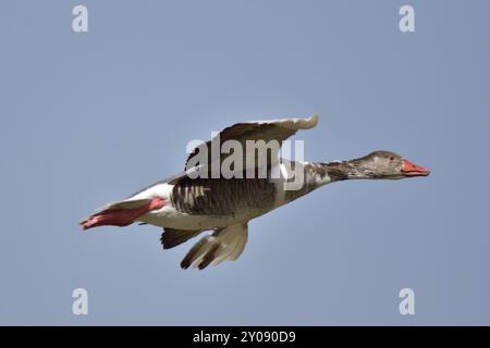 Graugans-Hybrid in Bayern. Graugans-Hybrid Stockfoto