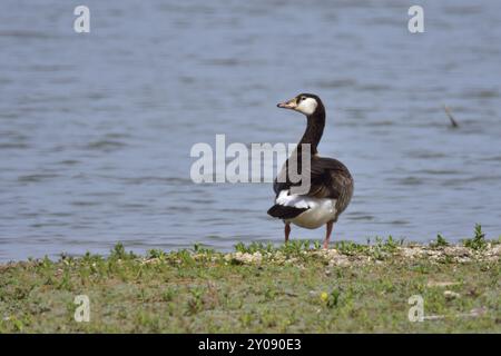 Canada Greylag Hybrid in Bayern Stockfoto