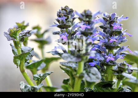 Blühender Pyramidenschnabel (Ajuga Pyramidalis) Stockfoto