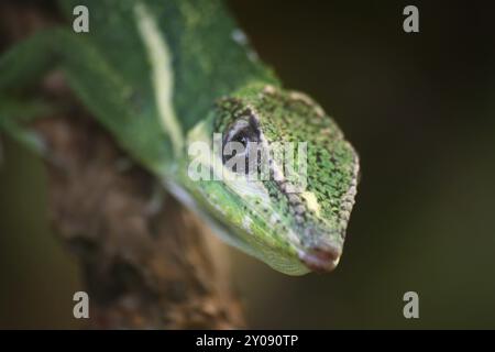 Anolis equestris Stockfoto