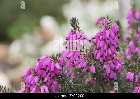 Heather, Erica 35 Stockfoto