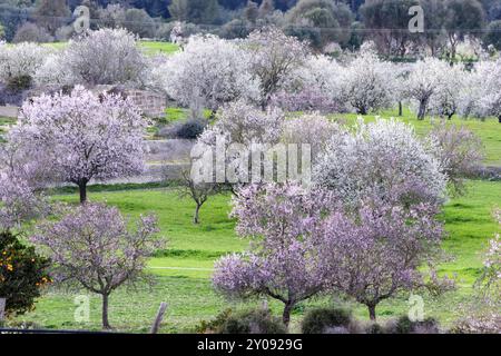 Almendros en flor, Finca de Aubenya, Algaida, mallorca. islas baleares, espana, Europa Stockfoto