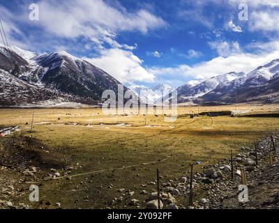 Blick auf Yaks, die im Winter auf dem Feld in der Nähe des Schneebergs weiden, am Wegesrand in Sichuan, China, Asien Stockfoto