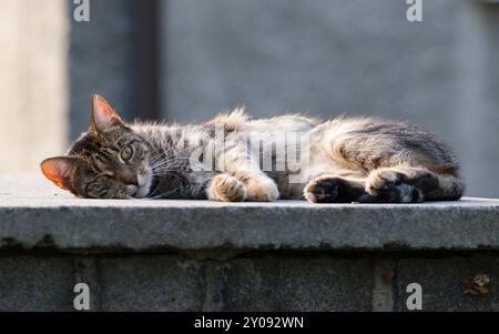 Die faule Hauskatze schläft im Sommer draußen. Stockfoto