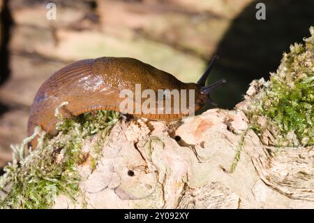 Arion vulgaris, auch spanische Schnecke genannt. Das am meisten einfallende Tier in Europa und der größte Feind jedes Gärtners. Tschechische republik Natur. Stockfoto