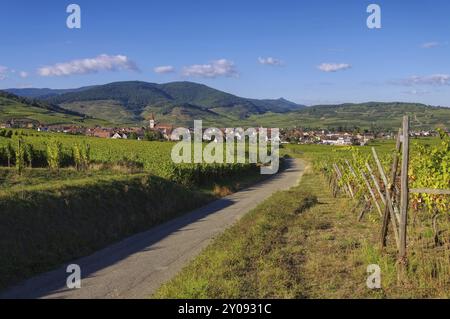 Weinberg und Stadtbild Ammerschwihr im Elsass, Frankreich, Weinberg und Stadtbild Ammerschwihr, Elsass in Frankreich, Europa Stockfoto