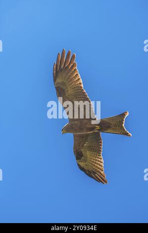 Ein Blick von fast direkt unter einem gelben Drachen, der im blauen Himmel schwebt, mit Flügeln, die weit ausgestreckt sind, die Flügelspitzen bedecken sich bei der Sonne, Stockfoto