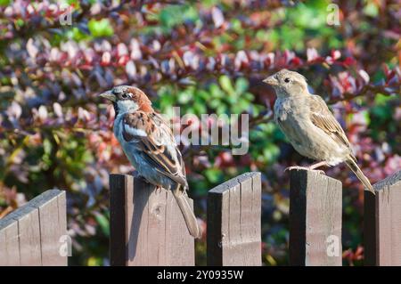 Männlich und weiblich von Passer domesticus alias Haussperling, die auf dem Zaun sitzen. Gewöhnlicher Vogel in der Tschechischen republik. Stockfoto