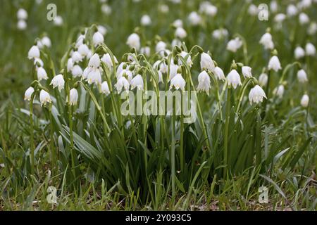 Frühjahrs-Schneeflocke, Leucojum vernum, Frühjahrs-Schneeflocke Stockfoto