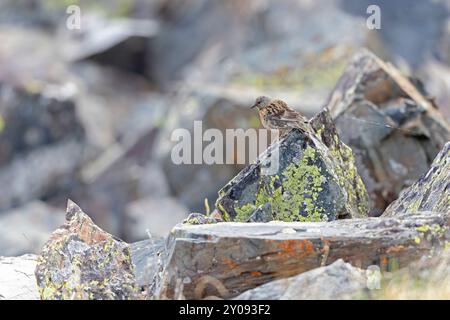 Ein männlicher Altai accentor (Prunella himalayana), der in den Altai-Bergen thront. Stockfoto