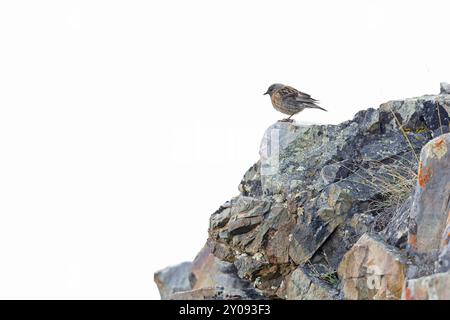 Ein männlicher Altai accentor (Prunella himalayana), der in den Altai-Bergen thront. Stockfoto