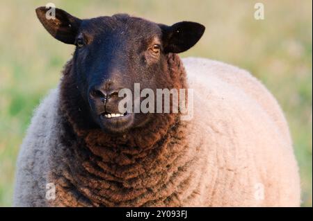 Schwarze Hausschafe lächeln auf dem Nahporträt auf der Weide. Vieh auf kleinen Bauernhöfen in der Tschechischen republik. Lustiges Tierfoto. Stockfoto