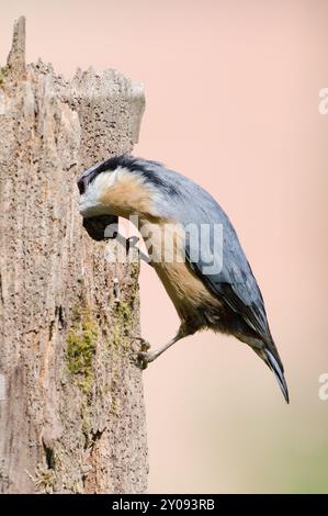 Gewöhnlicher Vogel Sitta europaea alias eurasischer Nackthaar mit Kopf versteckt im Baumstamm. Sehr Nahaufnahme des Porträts. Isoliert auf unscharfem Hintergrund. Stockfoto