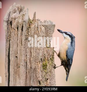 Gewöhnlicher Vogel Sitta europaea alias eurasischer Nackthaar mit dem Samen im Schnabel. Sehr Nahaufnahme des Porträts. Isoliert auf unscharfem Hintergrund. Stockfoto